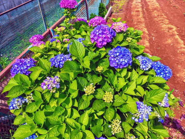 IMG_20250601_140930985_HDR-EFFECTS.jpg